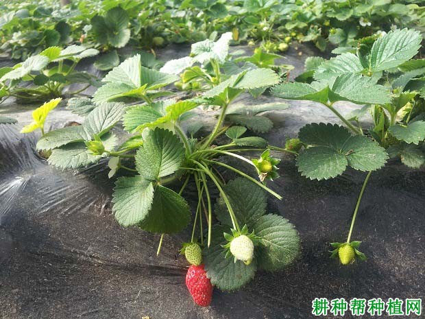 草莓缺氮会怎么样,氮过量又会怎么样? 草莓缺氮会怎么样,氮过量又会怎么样?
