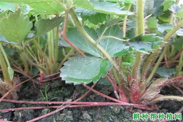 土壤的酸碱度对草莓生长有哪些影响? 土壤的酸碱度对草莓生长有哪些影响?