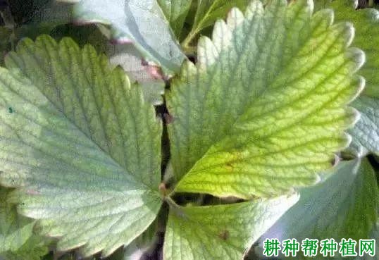 草莓缺铜有什么症状,原因是什么? 草莓缺铜有什么症状,原因是什么?