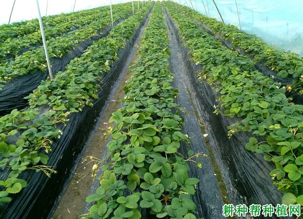 草莓对肥料有哪些要求? 草莓对肥料有哪些要求?