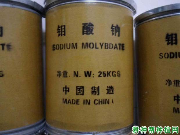 草莓缺钼有什么症状,原因是什么? 草莓缺钼有什么症状,原因是什么?