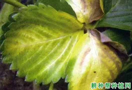 草莓缺钼有什么症状,原因是什么? 草莓缺钼有什么症状,原因是什么?