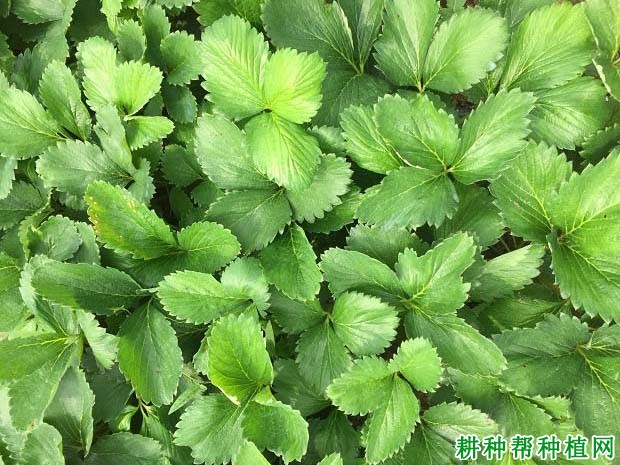二氧化碳对草莓的影响是什么? 二氧化碳对草莓的影响是什么?