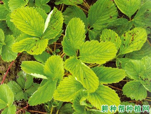 草莓缺锰有什么症状,原因是什么? 草莓缺锰有什么症状,原因是什么?