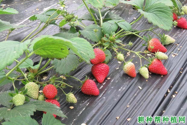 草莓生长对水分有何要求? 草莓生长对水分有何要求?