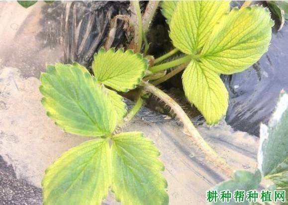 草莓缺铁有什么症状,原因是什么? 草莓缺铁有什么症状,原因是什么?