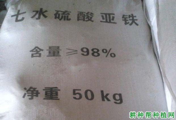 草莓缺铁有什么症状,原因是什么? 草莓缺铁有什么症状,原因是什么?