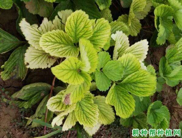 草莓缺铁有什么症状,原因是什么? 草莓缺铁有什么症状,原因是什么?
