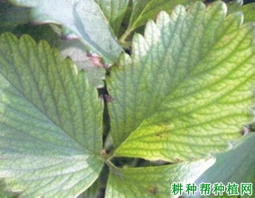 草莓缺锌有什么症状,原因是什么? 草莓缺锌有什么症状,原因是什么?