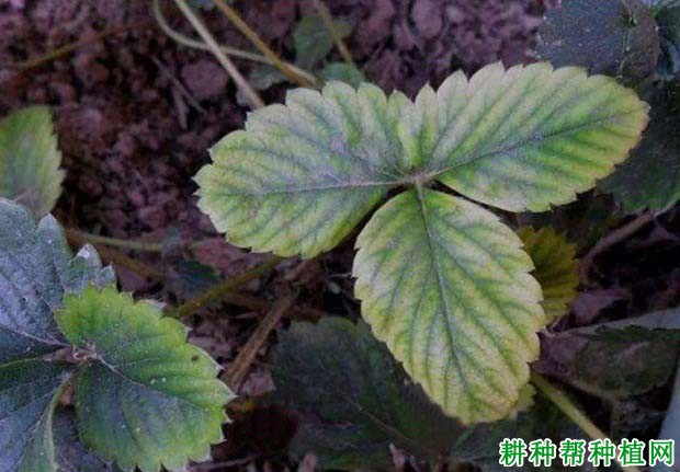 草莓缺锌有什么症状,原因是什么? 草莓缺锌有什么症状,原因是什么?
