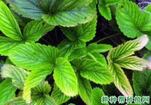草莓缺锌有什么症状,原因是什么? 草莓缺锌有什么症状,原因是什么?
