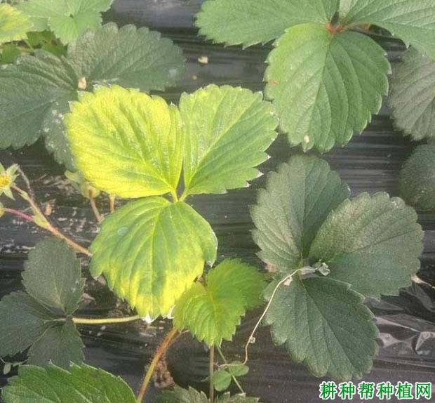 草莓缺硫有什么症状,原因是什么? 草莓缺硫有什么症状,原因是什么?