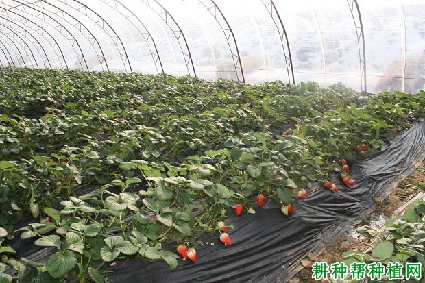 在大棚中种草莓什么时候需要浇水? 在大棚中种草莓什么时候需要浇水?