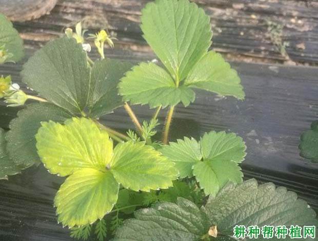 草莓缺硫有什么症状,原因是什么? 草莓缺硫有什么症状,原因是什么?