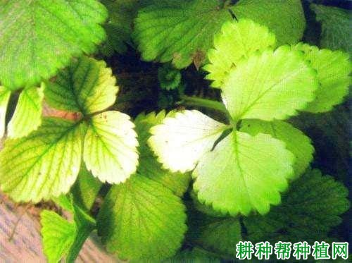 草莓缺硫有什么症状,原因是什么? 草莓缺硫有什么症状,原因是什么?
