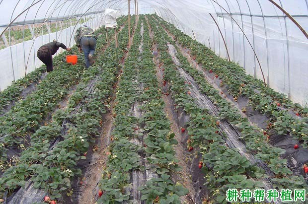 在大棚中种草莓什么时候需要浇水? 在大棚中种草莓什么时候需要浇水?