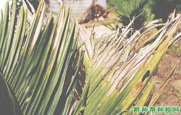 槟榔炭疽病如何防治,有什么**药? 槟榔炭疽病如何防治,有什么**药?