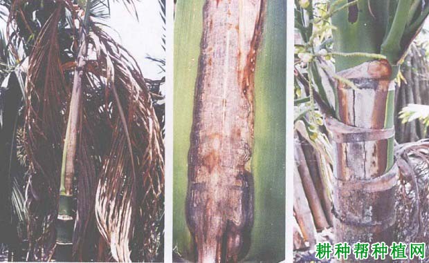 槟榔炭疽病如何防治,有什么**药? 槟榔炭疽病如何防治,有什么**药?