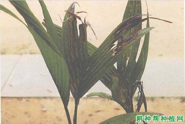槟榔炭疽病如何防治,有什么**药? 槟榔炭疽病如何防治,有什么**药?