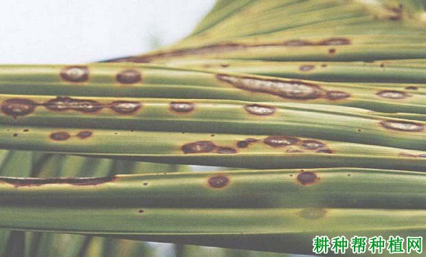 槟榔炭疽病如何防治,有什么**药? 槟榔炭疽病如何防治,有什么**药?