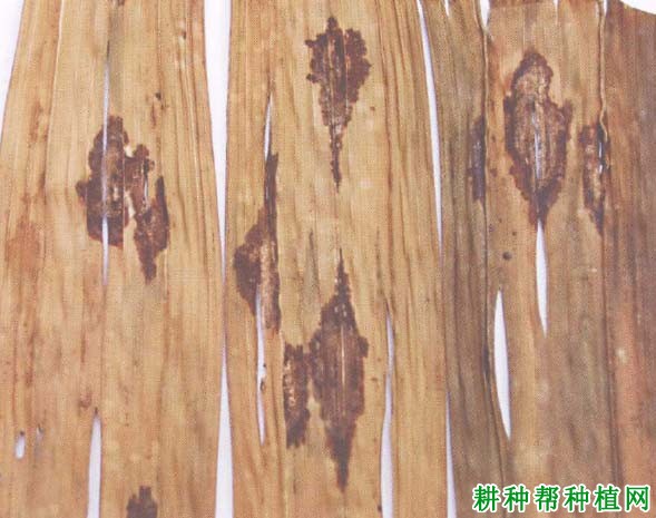 槟榔炭疽病如何防治,有什么**药? 槟榔炭疽病如何防治,有什么**药?