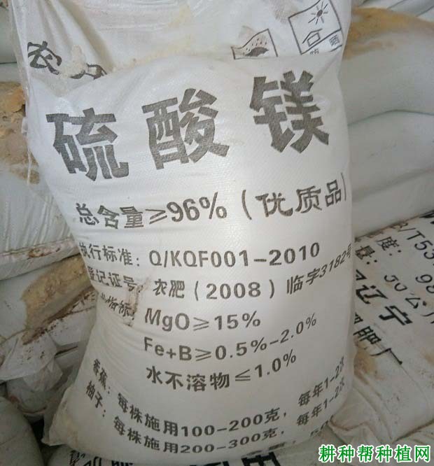 草莓缺镁会怎么样,镁肥过多又会怎么样? 草莓缺镁会怎么样,镁肥过多又会怎么样?