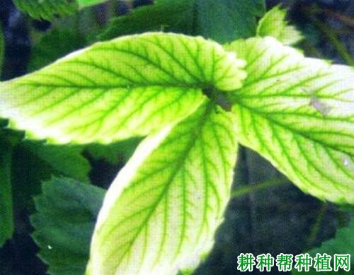草莓缺镁会怎么样,镁肥过多又会怎么样? 草莓缺镁会怎么样,镁肥过多又会怎么样?