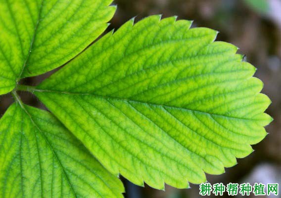 草莓缺镁会怎么样,镁肥过多又会怎么样? 草莓缺镁会怎么样,镁肥过多又会怎么样?