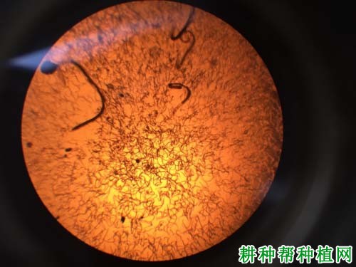 草莓根结线虫病怎么防治,用什么药效果好? 草莓根结线虫病怎么防治,用什么药效果好?