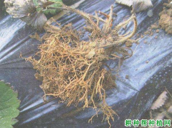 草莓根结线虫病怎么防治,用什么药效果好? 草莓根结线虫病怎么防治,用什么药效果好?