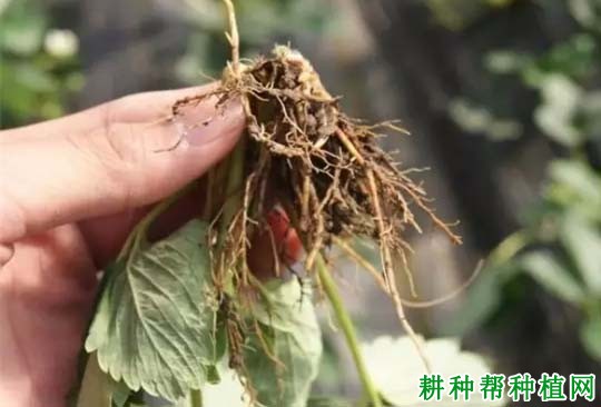草莓根结线虫病怎么防治,用什么药效果好? 草莓根结线虫病怎么防治,用什么药效果好?