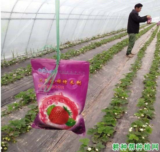 草莓大棚施用二氧化碳气肥需要注意什么? 草莓大棚施用二氧化碳气肥需要注意什么?