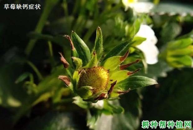 草莓缺钙会怎么样,钙肥过多又会怎么样? 草莓缺钙会怎么样,钙肥过多又会怎么样?