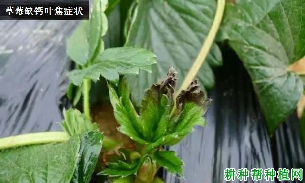 草莓缺钙会怎么样,钙肥过多又会怎么样? 草莓缺钙会怎么样,钙肥过多又会怎么样?