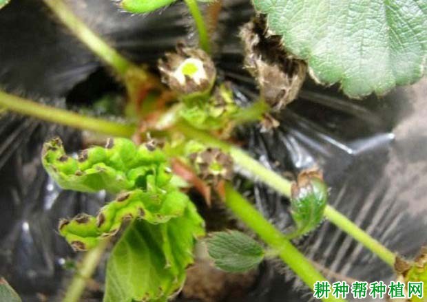 草莓缺钙会怎么样,钙肥过多又会怎么样? 草莓缺钙会怎么样,钙肥过多又会怎么样?