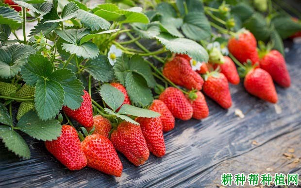 草莓缺钙会怎么样,钙肥过多又会怎么样? 草莓缺钙会怎么样,钙肥过多又会怎么样?
