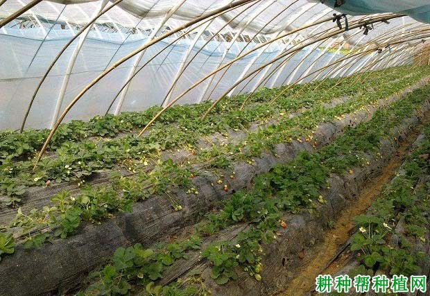 草莓大棚里适宜的湿度是多少? 草莓大棚里适宜的湿度是多少?