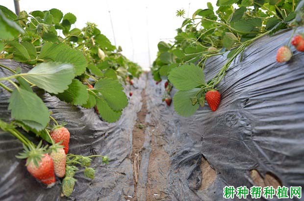 草莓缺钾会怎么样,钾肥过多又会怎么样? 草莓缺钾会怎么样,钾肥过多又会怎么样?