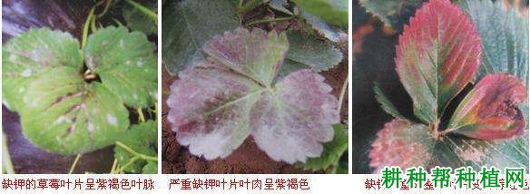草莓缺钾会怎么样,钾肥过多又会怎么样? 草莓缺钾会怎么样,钾肥过多又会怎么样?