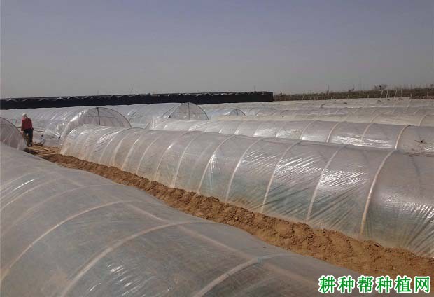 草莓在大棚里适宜的温度是多少度? 草莓在大棚里适宜的温度是多少度?