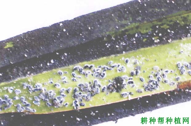 槟榔煤烟病如何防治,有什么**药? 槟榔煤烟病如何防治,有什么**药?