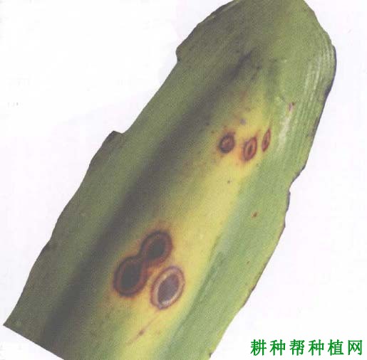 槟榔色二孢叶斑病如何防治,有什么**药? 槟榔色二孢叶斑病如何防治,有什么**药?