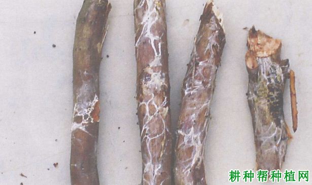 槟榔线疫病如何防治,有什么**药? 槟榔线疫病如何防治,有什么**药?