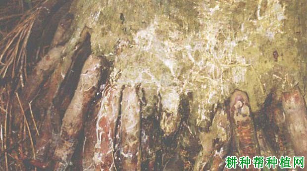 槟榔线疫病如何防治,有什么**药? 槟榔线疫病如何防治,有什么**药?