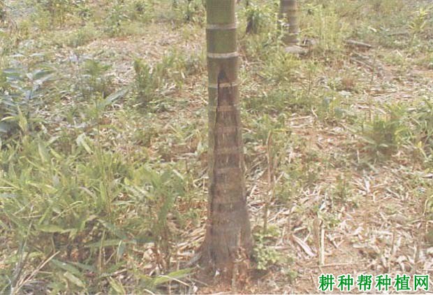 槟榔根颈腐烂病如何防治,有什么**药? 槟榔根颈腐烂病如何防治,有什么**药?