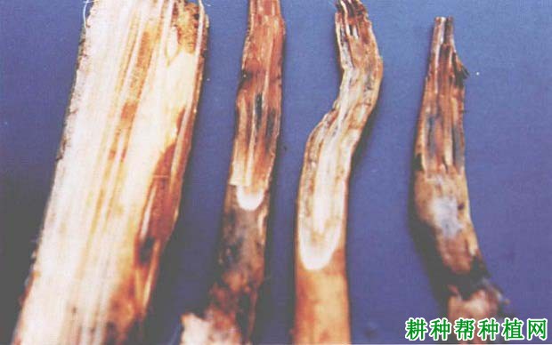 槟榔根颈腐烂病如何防治,有什么**药? 槟榔根颈腐烂病如何防治,有什么**药?