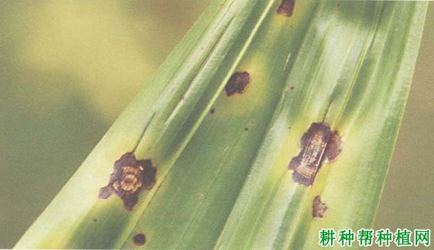 槟榔大茎点霉叶斑病如何防治,有什么**药? 槟榔大茎点霉叶斑病如何防治,有什么**药?
