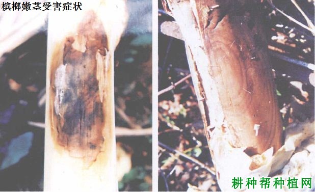 槟榔芽腐、果腐病如何防治,有什么**药? 槟榔芽腐、果腐病如何防治,有什么**药?