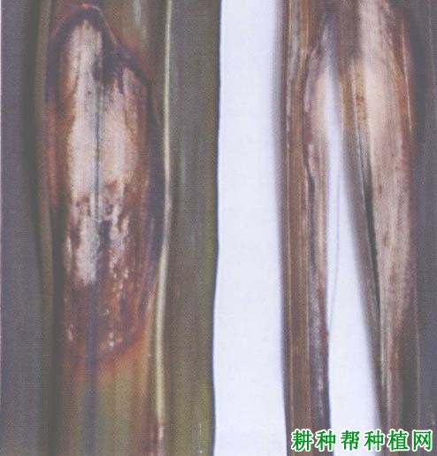 槟榔褐斑病如何防治,有什么**药? 槟榔褐斑病如何防治,有什么**药?
