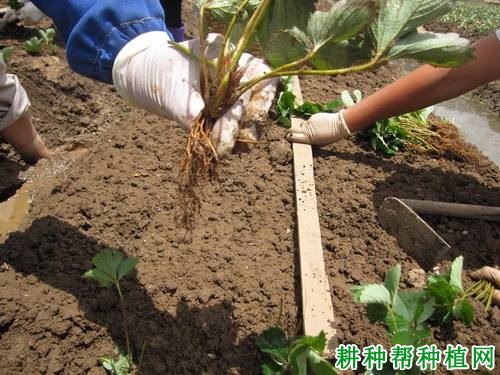 大棚草莓什么时候种好,每亩种多少株? 大棚草莓什么时候种好,每亩种多少株?